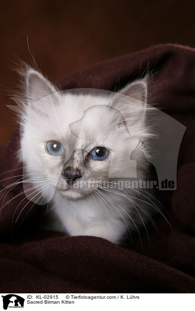 Heilige Birma Ktzchen / Sacred Birman Kitten / KL-02915