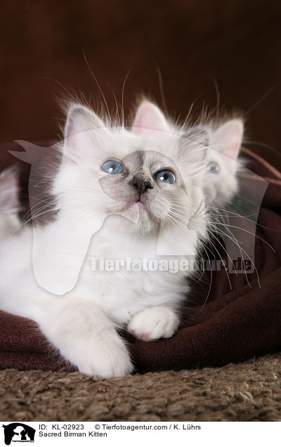 Heilige Birma Ktzchen / Sacred Birman Kitten / KL-02923