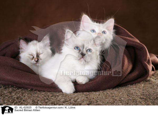 Heilige Birma Ktzchen / Sacred Birman Kitten / KL-02925
