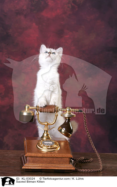 Heilige Birma Ktzchen / Sacred Birman Kitten / KL-03024