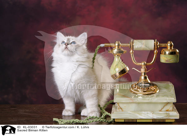 Heilige Birma Ktzchen / Sacred Birman Kitten / KL-03031