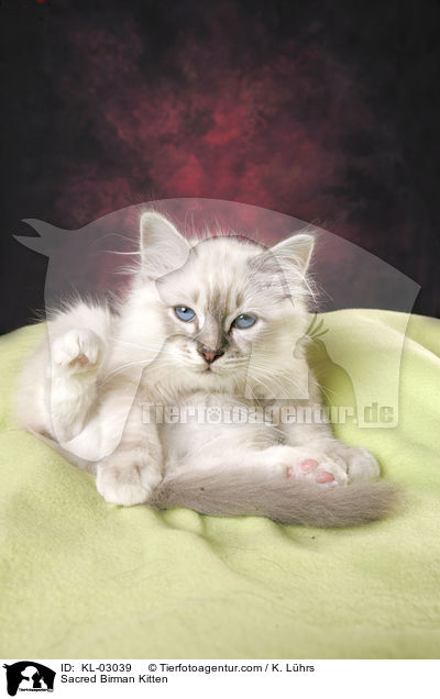 Heilige Birma Ktzchen / Sacred Birman Kitten / KL-03039