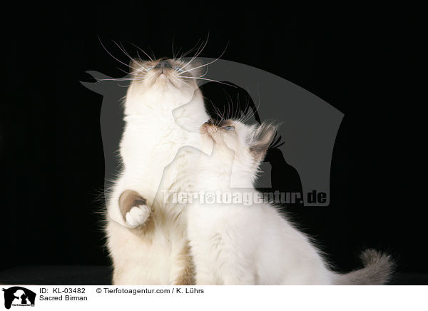 Heilige Birmas / Sacred Birman / KL-03482