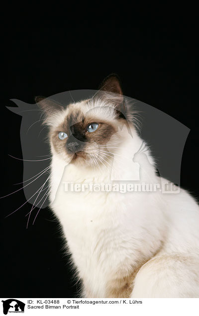 Sacred Birman Portrait / KL-03488