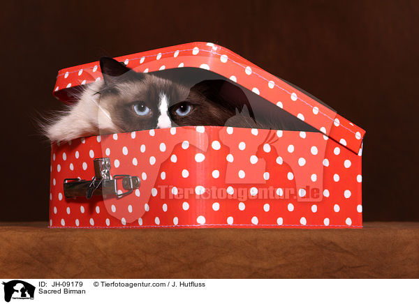 Heilige Birma / Sacred Birman / JH-09179