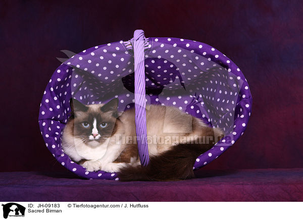 Heilige Birma / Sacred Birman / JH-09183