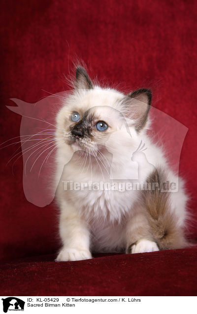 Heilige Birma Ktzchen / Sacred Birman Kitten / KL-05429