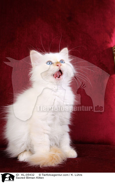 Heilige Birma Ktzchen / Sacred Birman Kitten / KL-05432