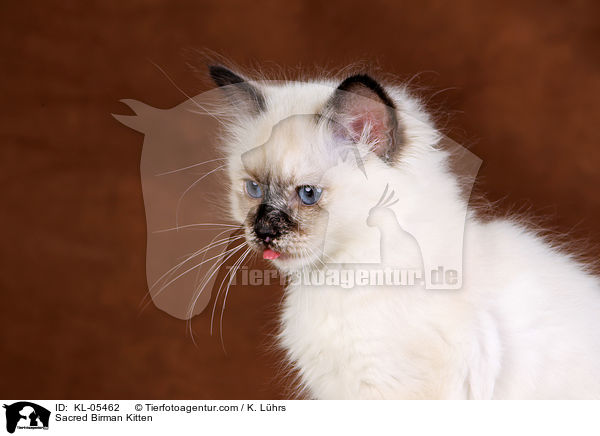 Heilige Birma Ktzchen / Sacred Birman Kitten / KL-05462