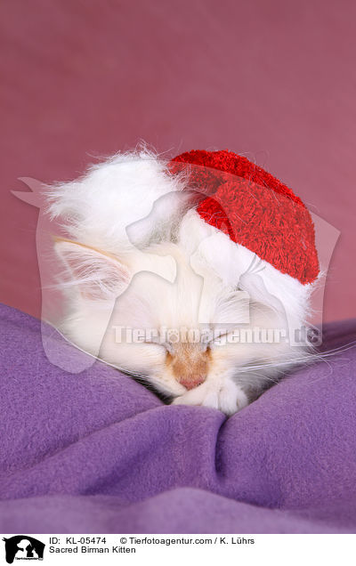 Heilige Birma Ktzchen / Sacred Birman Kitten / KL-05474