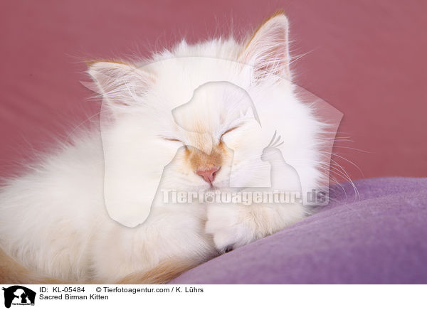 Heilige Birma Ktzchen / Sacred Birman Kitten / KL-05484