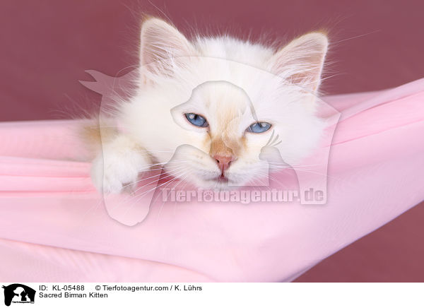Heilige Birma Ktzchen / Sacred Birman Kitten / KL-05488