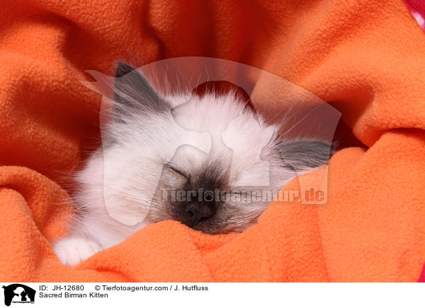 Heilige Birma Ktzchen / Sacred Birman Kitten / JH-12680