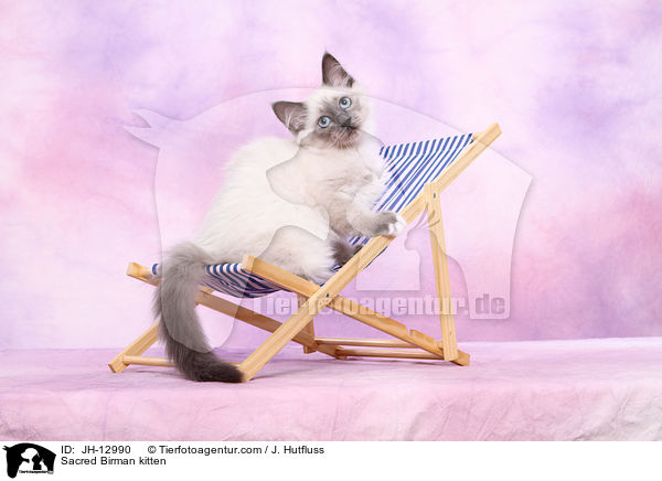 Heilige Birma Ktzchen / Sacred Birman kitten / JH-12990