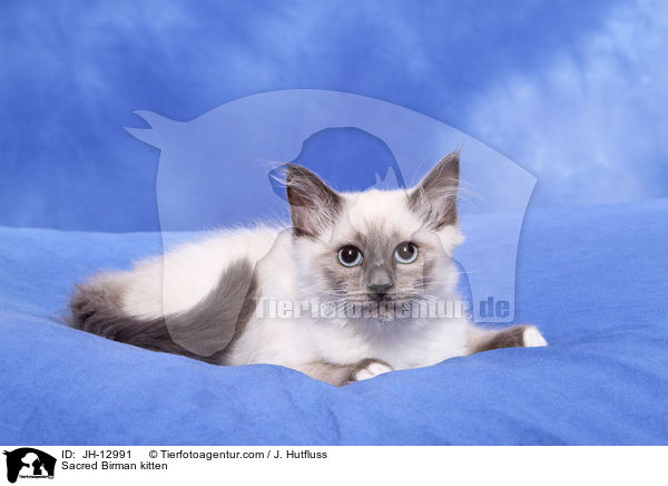 Heilige Birma Ktzchen / Sacred Birman kitten / JH-12991