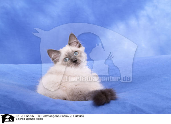 Heilige Birma Ktzchen / Sacred Birman kitten / JH-12995