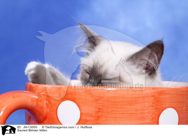 Heilige Birma Ktzchen / Sacred Birman kitten / JH-13000