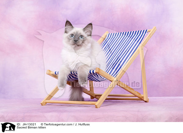 Heilige Birma Ktzchen / Sacred Birman kitten / JH-13021