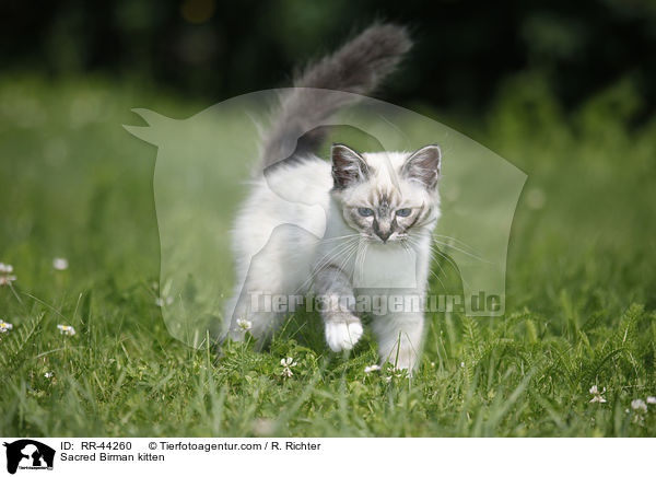 Heilige Birma Ktzchen / Sacred Birman kitten / RR-44260