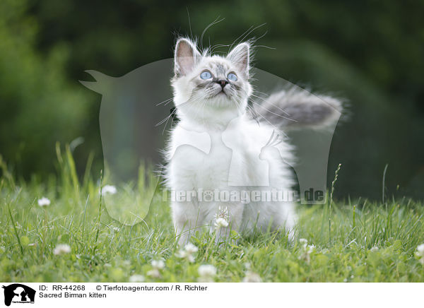 Heilige Birma Ktzchen / Sacred Birman kitten / RR-44268