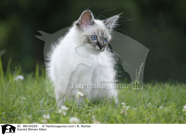 Heilige Birma Ktzchen / Sacred Birman kitten / RR-44269