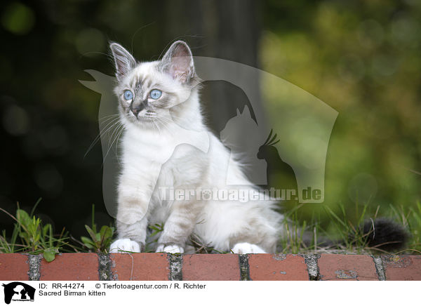 Heilige Birma Ktzchen / Sacred Birman kitten / RR-44274