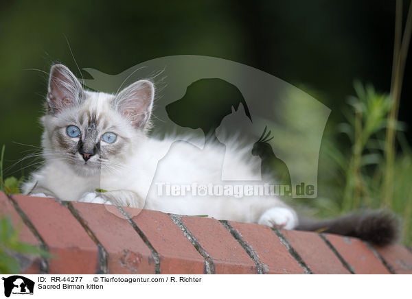 Heilige Birma Ktzchen / Sacred Birman kitten / RR-44277