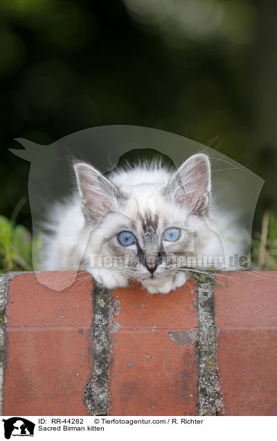 Heilige Birma Ktzchen / Sacred Birman kitten / RR-44282