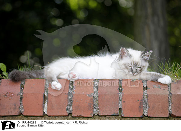 Heilige Birma Ktzchen / Sacred Birman kitten / RR-44283