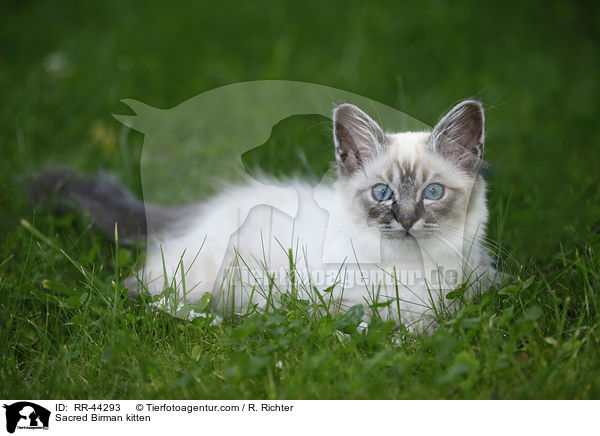 Heilige Birma Ktzchen / Sacred Birman kitten / RR-44293