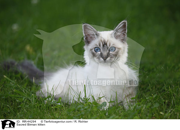 Sacred Birman kitten / RR-44294