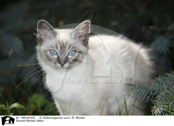 Sacred Birman kitten / RR-44302