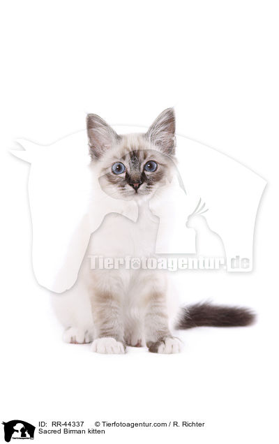 Heilige Birma Ktzchen / Sacred Birman kitten / RR-44337