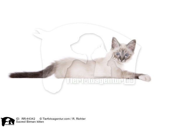 Heilige Birma Ktzchen / Sacred Birman kitten / RR-44342