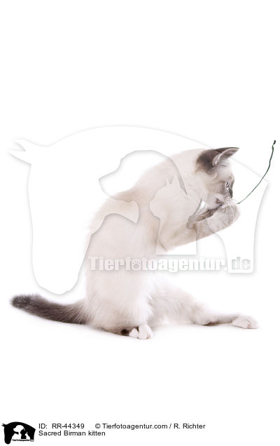 Heilige Birma Ktzchen / Sacred Birman kitten / RR-44349