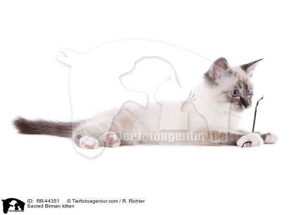 Heilige Birma Ktzchen / Sacred Birman kitten / RR-44351