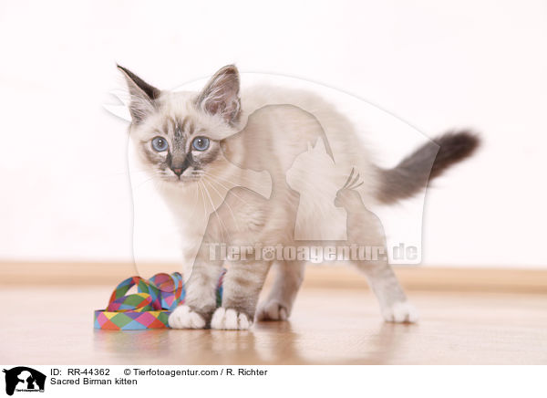 Heilige Birma K�tzchen / Sacred Birman kitten / RR-44362