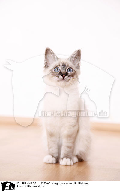 Heilige Birma Ktzchen / Sacred Birman kitten / RR-44365