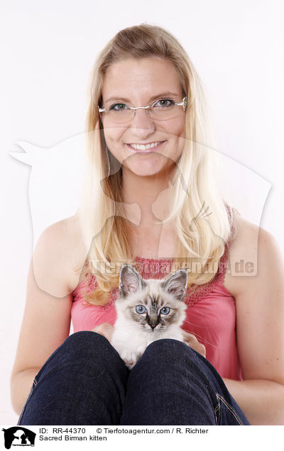 Heilige Birma K�tzchen / Sacred Birman kitten / RR-44370