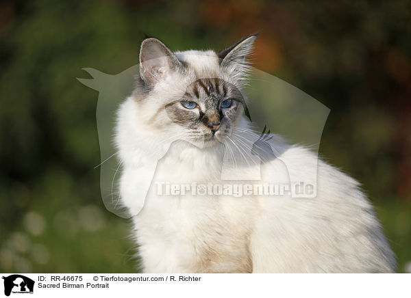 Heilige Birma Portrait / Sacred Birman Portrait / RR-46675