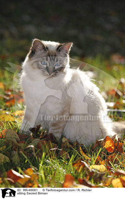 sitzende Heilige Birma / sitting Sacred Birman / RR-46681