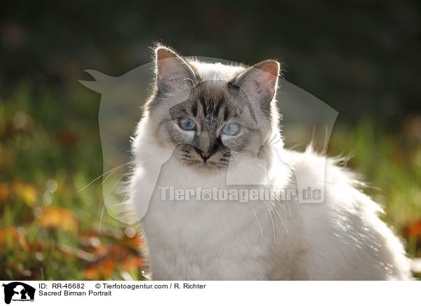 Heilige Birma Portrait / Sacred Birman Portrait / RR-46682