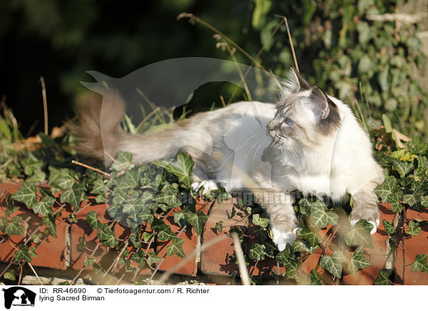 liegende Heilige Birma / lying Sacred Birman / RR-46690