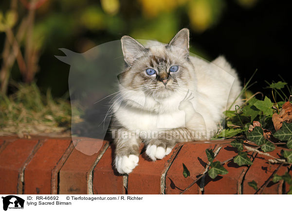 liegende Heilige Birma / lying Sacred Birman / RR-46692