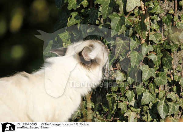 schnuppernde Heilige Birma / snuffling Sacred Birman / RR-46693