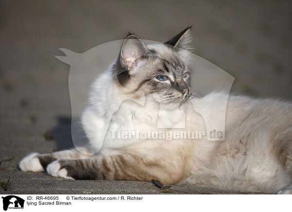 lying Sacred Birman / RR-46695