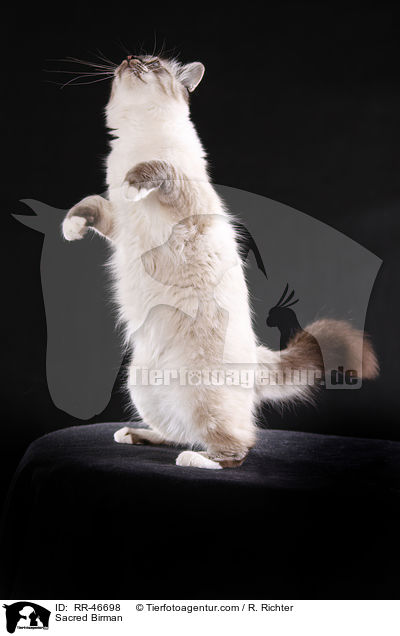 Sacred Birman / RR-46698