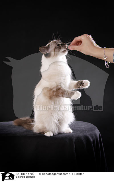 Sacred Birman / RR-46700