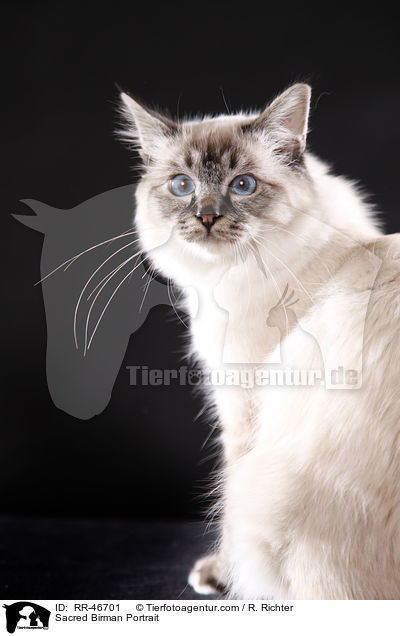 Sacred Birman Portrait / RR-46701