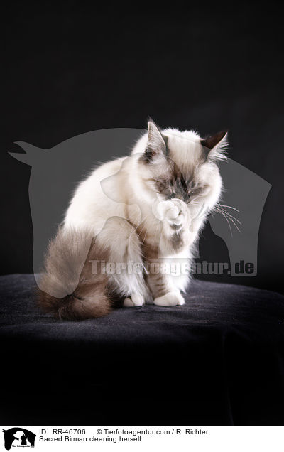 Sacred Birman cleaning herself / RR-46706